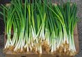 Biasanya Cuma Jadi Pelengkap! Air Rebusan Daun Bawang Ternyata Jadi Bahan Alami Atasi Berbagai Penyakit