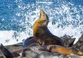 Menemukan Kedamaian di Kepulauan Galapagos, Sumber Teori Darwin