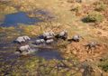 Dalam 2 Bulan, Lebih Dari 150 Gajah Mati Secara Misterius di Botswana