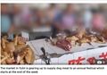 Kembali Perdagangkan Daging Anjing Bahkan Memasaknya Hidup-hidup, Pasar Tradisional di China Kena Amuk Dunia Padahal Sudah Dilarang Karena Covid-19