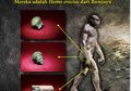 Homo Erectus Bumiayu, Temuan Arkeologi Manusia Purba Tertua di Jawa