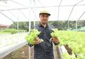 Mau Tau Cara Hidroponik untuk Pemula? Simak Langkah Pentingnya!