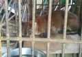 Padahal Sempat Membaik, Kucing Emas Langka yang Terjerat Perangkap Babi di Sumatera Barat Akhirnya Mati dalam Kondisi Memilukan