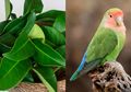 Manfaat Daun Salam untuk Lovebird, Obati Serak Bikin Ngekek Panjang