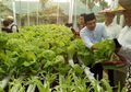 Berkebun Hidroponik? Antisipasi Kendala yang Ditemui dengan Cara Ini