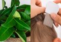 Manfaat Daun Salam untuk Kecantikan, Bikin Kepala Bebas Ketombe