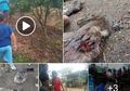Berhari-hari Diburu, Makhluk Misterius yang Bikin Hewan Ternak Bebek hingga Babi di Tapanuli Mati Kehabisan Darah Belum Juga Ketemu, Diduga Makhluk Mistis Ini Pelakunya