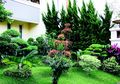 Warna-warni Tanaman Hias Daun Percantik Taman Ini, Indahnya!