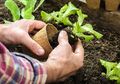 Demam Berkebun Bisa Kena Masalah Hukum? Ini yang Terjadi di Filipina!