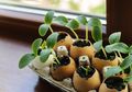 Gunakan Cangkang Telur Jadi Media Penyemaian Saat Berkebun di Rumah