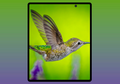 Leakers Twitter Bocorkan Render Samsung Galaxy Fold 2, Layarnya Luas!