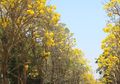 Pohon Tabebuya Membawa Keindahan Sakura di Jepang ke Indonesia