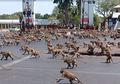 Warga Ketakutan, Polisi Kewalahan, Monyet Gila Seks Kuasai Kota Lopburi Thailand