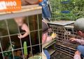 Teganya Pasutri Ini Besarkan Anak seperti Peliharaan, Tempatkan Buah Hatinya dalam Kandang di Samping 8 Ekor Ular Lapar dan Ratusan Binatang Liar