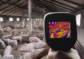 Kenapa Virus Baru Flu Lagi-lagi Pertama Kali Muncul di China, Setelah Covid-19 Kini Flu Babi G4?