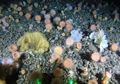 Taman Karang Ditemukan di Laut Dalam Greenland Untuk Pertama Kalinya