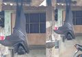 Ngeri! Kelelawar 'Seukuran Manusia' Tertangkap Kamera Bergelantungan di Rumah Warga, Picu Ketakutan