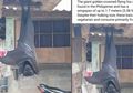 Viral, Heboh Ada Kelelawar Ukurannya 'Sebesar Manusia' Yakni 1,7 Meter, Foto ini Menjadi Buktinya