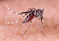 Aedes aegepti Bukan Penyebab Demam Berdarah? Ini Dia 4 Jenis Virus Penyebabnya!