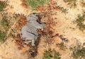 Misteri 275 Gajah Mati Bukan karena Perburuan, Tubuhnya Utuh Namun Tunjukkan Gejala Kelumpuhan atau Pincang hingga Sekarat