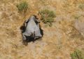 Masih Jadi Misteri, Lebih dari 360 Gajah di Botswana Mati Secara Misterius, 'Ada yang Mati Berkerumun, Ada yang Jatuh di Wajah Mereka' Sementara yang Bertahan Hadapi Ancaman Lebih Mengerikan Lagi