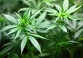 'Untuk Berdiri Saja Tersangka ini Sudah Tidak Kuat', Kakek 60 Tahun Terpaksa Jual Ganja, Mengaku Untungnya untuk Berobat
