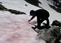 Es di Pegunungan Alpen Berubah Menjadi Pink, Apa Bahayanya?