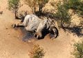 Kematian Ratusan Gajah di Botswana, Ini Kemungkinan Penyebabnya