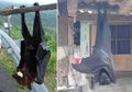 Pernah Viral Foto Kelelawar Seukuran Manusia, Ternyata Emang Beneran Ada Di Dunia Nyata