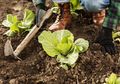 Berkebun Kembali Diminati saat Pandemi, Dosen IPB Ini Beri Rekomendasi Jenis Tanaman yang Cepat Panen
