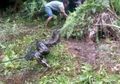 Tepat di Depan Mata Orang-orang yang Hanya Menonton Tanpa Sudi Menolongnya, Bocah 13 Tahun Ini Meregang Nyawa dalam Lilitan Ular Sanca Raksasa
