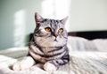 Raket Nyamuk Diklaim Mampu Bunuh Kutu Kucing, Begini Jawaban Tak Terduga Dokter Hewan Tentang Hal Ini