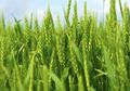 Disangka Tak Bermanfaat, Siapa Sangka Rumput Gandum Punya Kandungan yang Mampu Cegah Hipertensi hingga Turunkan Berat Badan