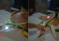 Viral Video Bunuh Kutu di Tubuh Kucing Pake Raket Listrik, Begini Penjelasan Dokter Hewan