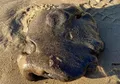 Disebut Harganya Tembus Rp14 Miliar Gumpalan Misterius Hitam Mirip Lendir Ini Ditemukan di Pantai Negara Tetangga Indonesia Ini, Memangnya Benda Apa Itu?