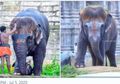 Viral Gajah Lucu Asal India yang Punya Gaya Rambut Bob, Gemesin