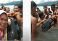 Video Viral! Warga Heboh Peluk dan Cium Hewan Buas yang Dikira Lumba-Lumba dan Disebut Bawa Berkah, Warganet: Itu Paus Pembunuh!