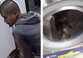 Viral Video Pria Bunuh 3 Kucing dengan Dimasukkan ke Mesin Cuci, Polisi Kejar Pelaku