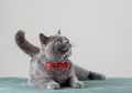 Coba Gunakan Cuka Sari Apel untuk Menghilangkan Bau Air Seni Kucing Peliharaan Moms di Rumah, Dijamin Enggak Nyesel!