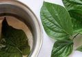 Coba Deh Mulai Sekarang, Biasakan Minum Air Rebusan Daun Sirih, Rasakan Perbedaannya pada Tubuh Anda, Bahkan Penyakit Mematikan Ini Enggan ‘Mampir’