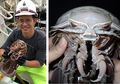 Temukan Spesies Kecoa Laut Mirip Darth Vader di Selat Sunda, Peneliti: Pencapaian yang Besar