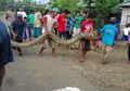 Kisah-kisah Pertarungan Warga vs 'Monster' Ular Piton, Berikut Ini Cerita dan Faktanya, Termasuk Piton 7 Menet yang Serang Orang Saat Mandi