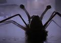 Mirip Mahluk di Film 'The Thing', Hewan Ini Serupa Gabungan Laba-Laba dan Anjing
