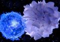 Dicari Sel-T, Rantai yang Hilang Pada Kekebalan Virus Corona