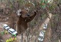 Spesies Ikonik Terancam Punah Setelah Kebakaran Hutan di Australia