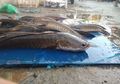 Ikan Gabus Untuk Penyandang Diabetes, Menyembuhkan Luka Diabetes