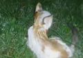Viral Video Anak Kucing Dibakar Hidup-hidup, Ada Hadiah Uang Puluhan Juta Buat yang Berhasil Temukan Pelaku