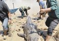 Dianggap Biang Keladi Hilangnya Warga Sekitar Secara Misterius, Warga Kaget Temukan Buaya Seberat 350 Kg Mengambang Mati, Saat Dibedah Isi Perutnya Bikin Jantungan