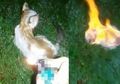 Nuraninya Udah Hancur, Viral Video Sadis Kucing Dibakar Hidup-hidup, Organisasi Penyayang Binatang Siap Berikan Hadiah Rp 34 Juta untuk Buru Pelaku