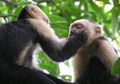 Monyet Capuchin Saling Mencolek Hidung untuk Menguji Ikatan Sosial